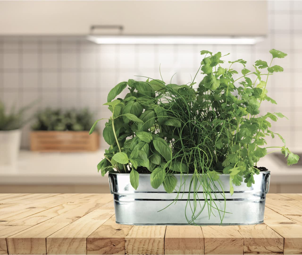 BUZZY Seeds Organic Windowsill Grow Kit, Copper Culinary Herb Garden with Basil, Cilantro and Chives, Indoor Starter Set with Seed Packets and Growing Medium, Holiday Present, Gardening Gift