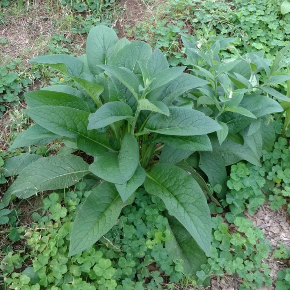 10 Comfrey Roots, Comfrey Plants Live Roots for Planting Outdoor Garden, Fast Growing Perennial Herb Plant