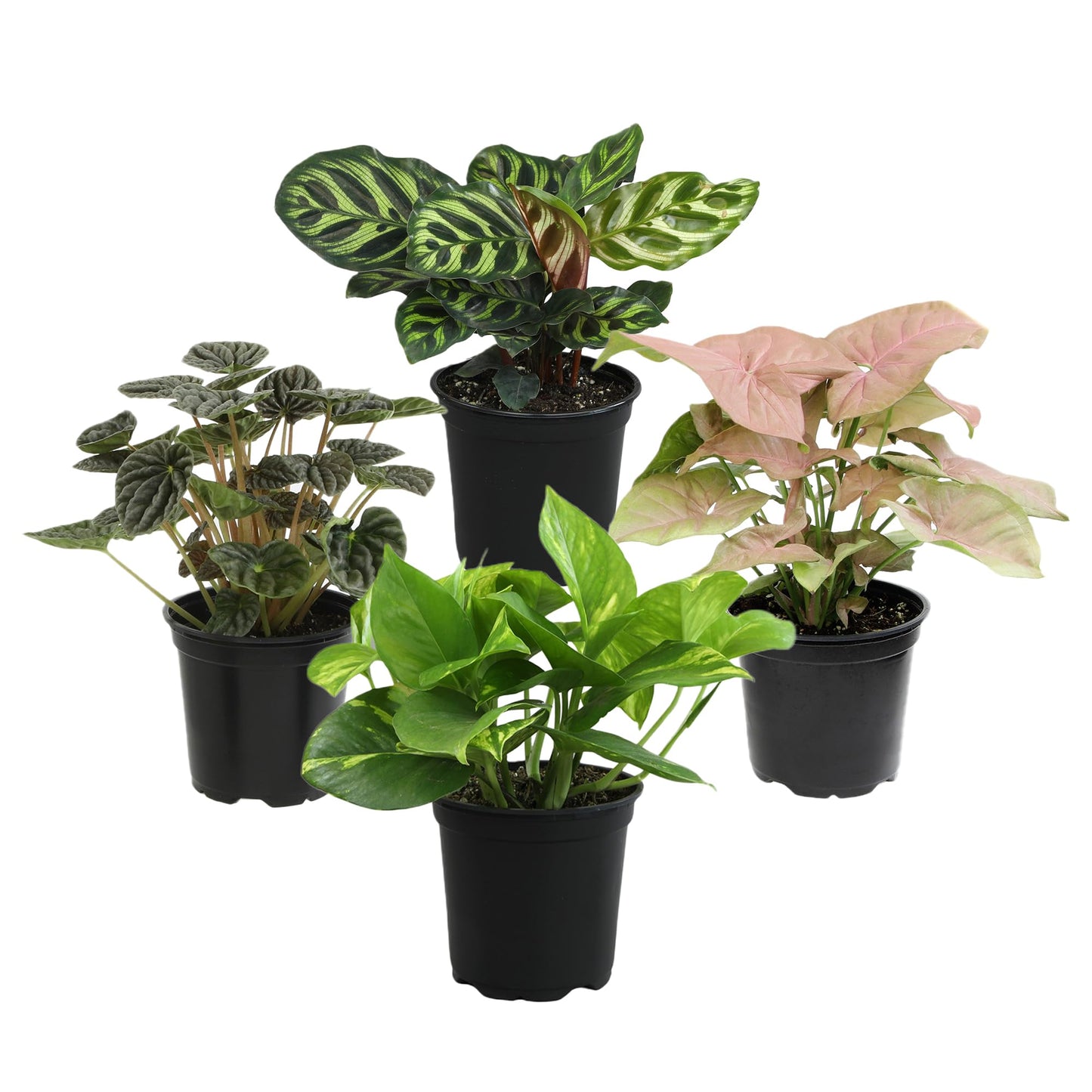 Altman Plants Classic Houseplant Collection (4PK) Live Indoor Plants in 4" Pots, Easy Care House Plants, Snake Plant, Pothos in Potting Soil, Clean Air Plants