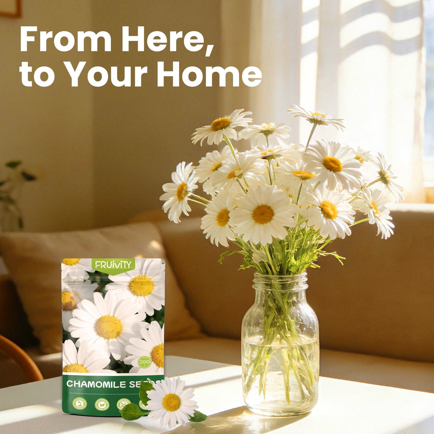 Fruivity 2300+ German Chamomile Seed Pack, Perennial Seeds for Planting, Herb Seed to Plant, Easy to Grow, High Germination, for Home Garden Indoor Outdoor
