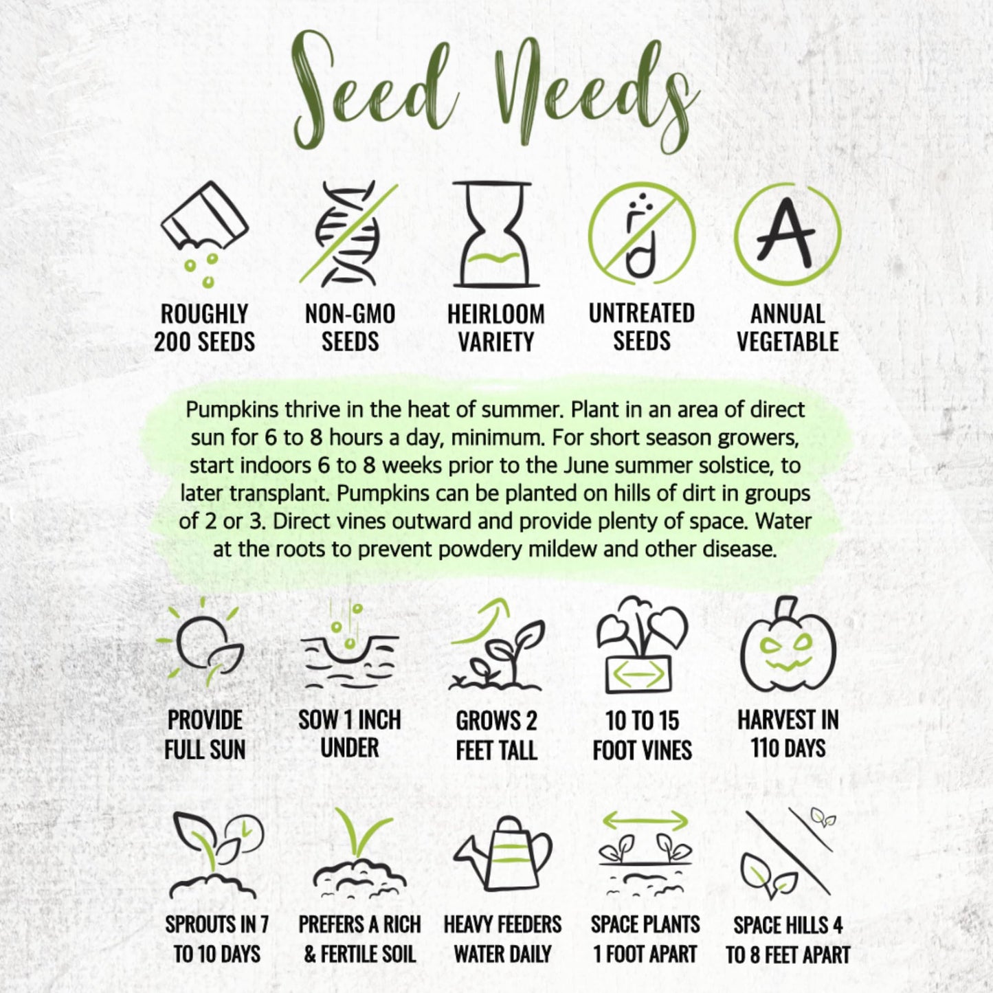 Seed Needs Connecticut Field Pumpkin Seeds for Planting | 1 Ounce Cucurbita Pepo Heirloom Vegetable Seeds Non GMO | American Field Favorite Carving Pumpkin | Bulk