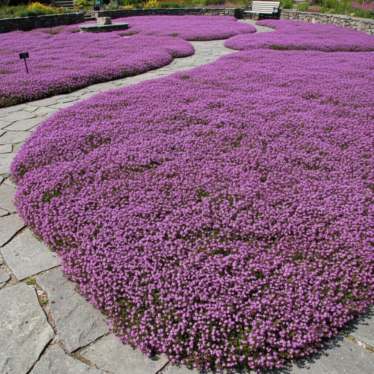 30,000+ Pcs Creeping Thyme Seeds for Planting Low Growing Ground Cover for Sunny Walkways Garden Beds and Open Soil Areas (Purple)