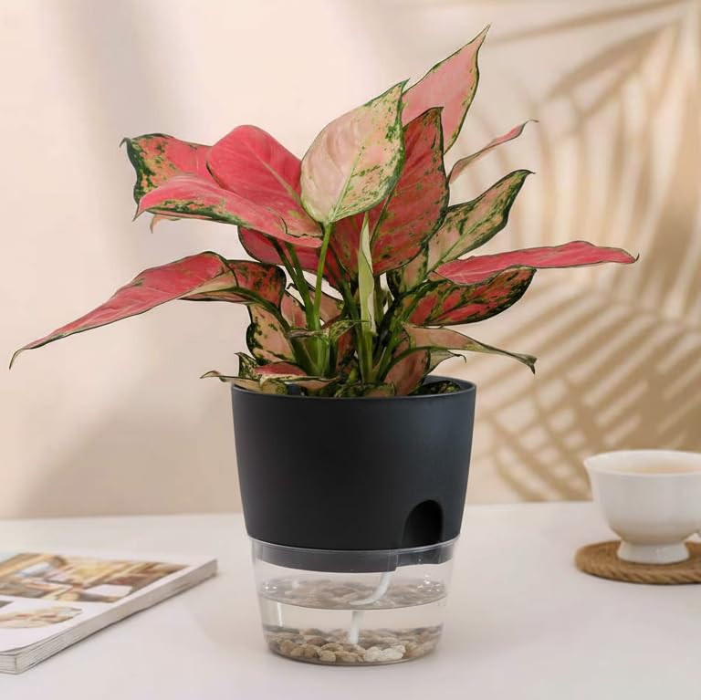 Vanavazon 6 Inch Self Watering Planter Pots for Indoor Plants, 3 Pack African Violet Pots with Wick Rope-Black