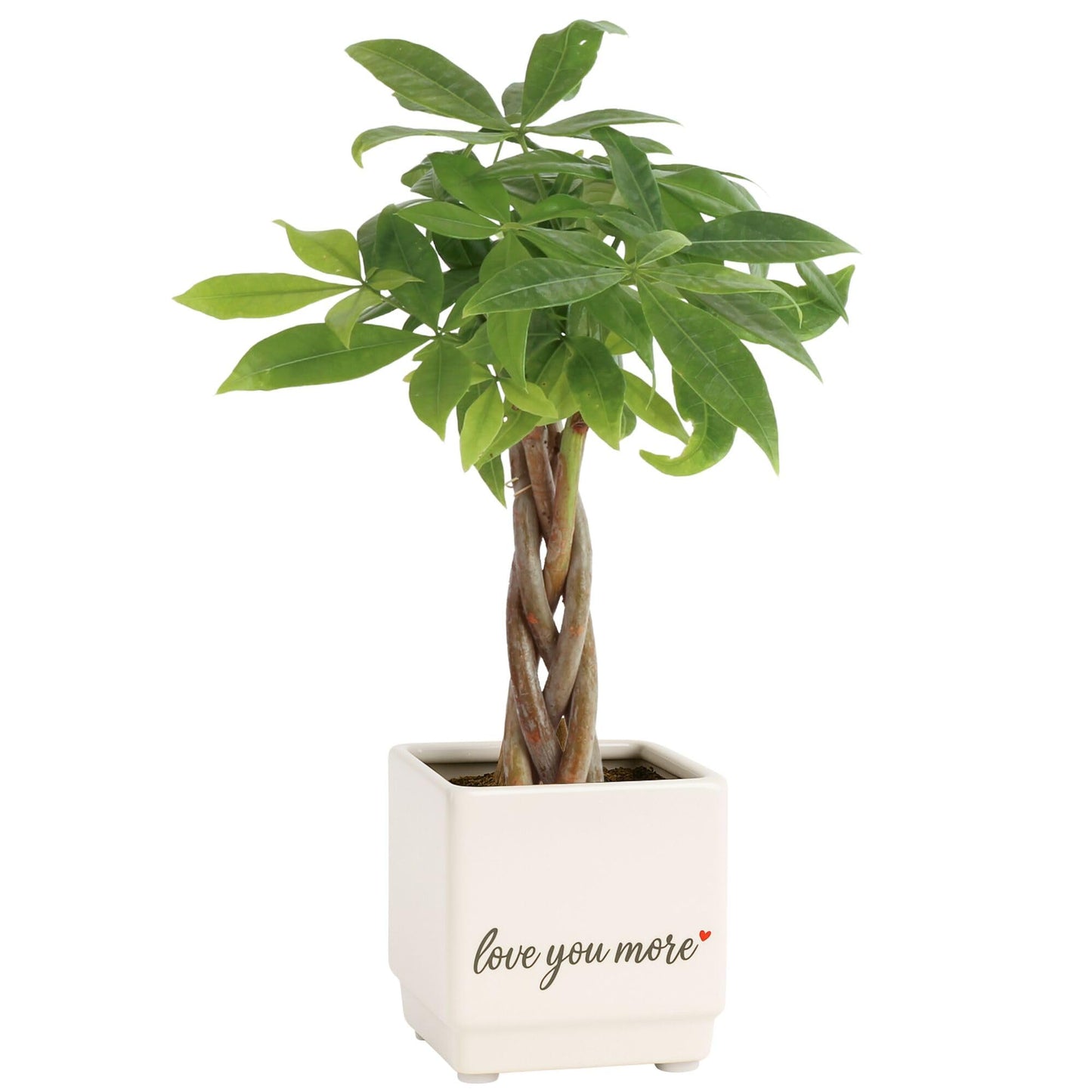 Costa Farms Money Tree Live Plant in Decorative Pot, Air Purifying Indoor Houseplant, Perfect for Home, Room, or Office Decor, Great House Warming or Birthday Gift, 8-10 Inches Tall