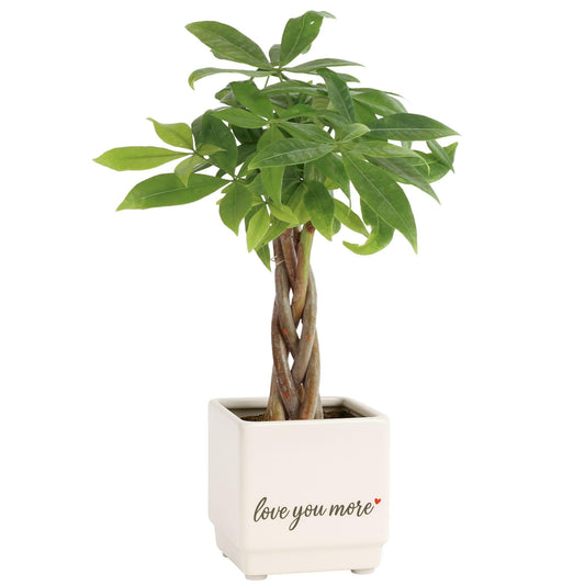 Costa Farms Money Tree Live Plant in Decorative Pot, Air Purifying Indoor Houseplant, Perfect for Home, Room, or Office Decor, Great House Warming or Birthday Gift, 8-10 Inches Tall