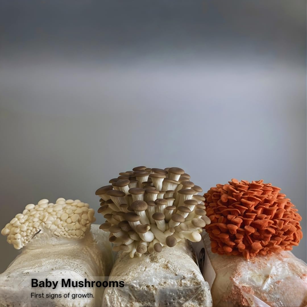 Forest Origins Specialty Trio Oyster Mushroom Grow Kit 3-Pack Variety - Beginner Friendly & Easy to Use, Grows in 10 Days | Handmade in California, USA | Top Gardening Gift, Holiday Gift & Unique Gift