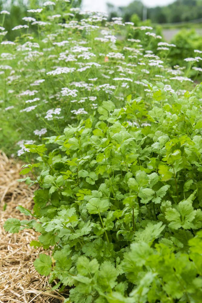 Herb Coriander/Cilantro Pkt - Approx. 50 seeds