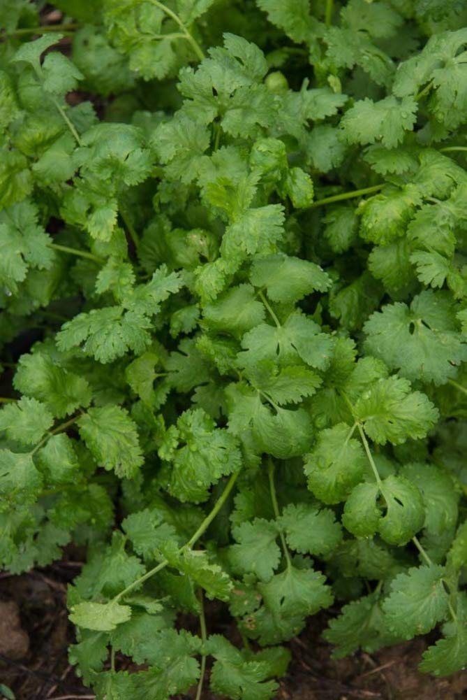 Herb Coriander/Cilantro Pkt - Approx. 50 seeds