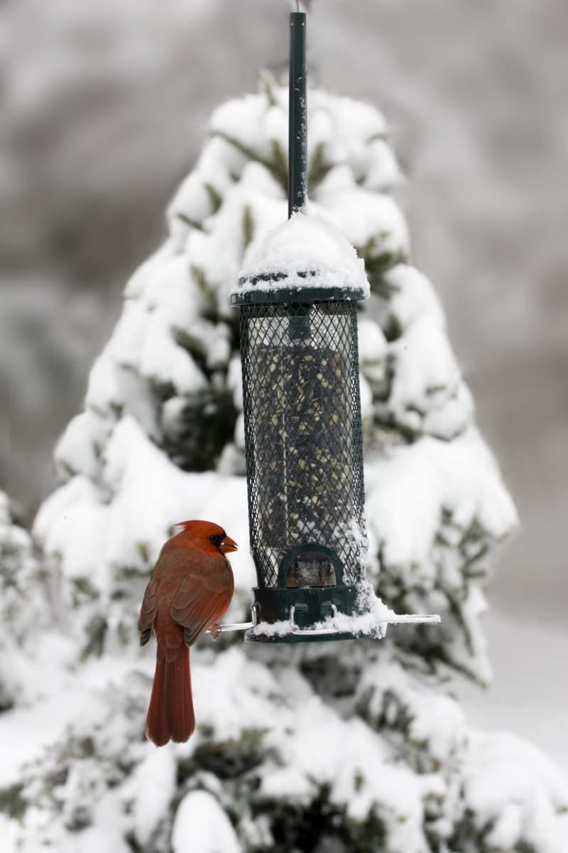 Squirrel Buster Mini Squirrel-Proof Bird Feeder for Wild Birds – 4 Metal Perches, 1 lb Seed Capacity, Chew-Proof Design, Lifetime Care, Garden Green