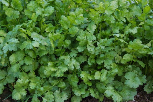 Herb Coriander/Cilantro Pkt - Approx. 50 seeds