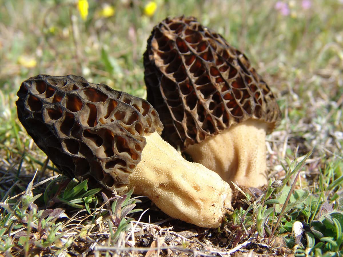 SeedsUP - 100+ Black Morel Mushrooms Mycelium Spawn Spores - Mushroom Brown