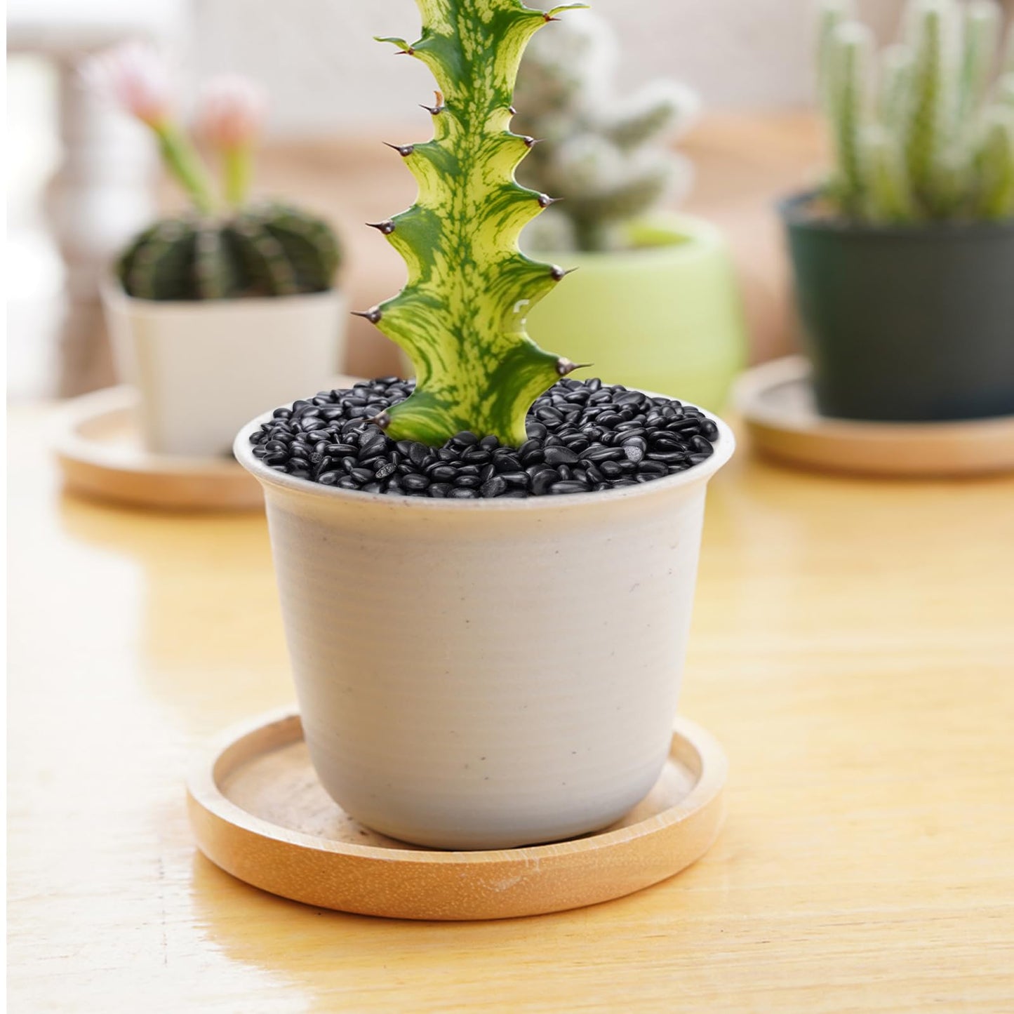 Pulovin 10 lbs Black Pebbles for Indoor Plants, Succulent, Bamboo, Vase, 3/8" Plant Rocks for Pots Indoor, Small River Rocks Decorative Pea Gravel, Highly Polished