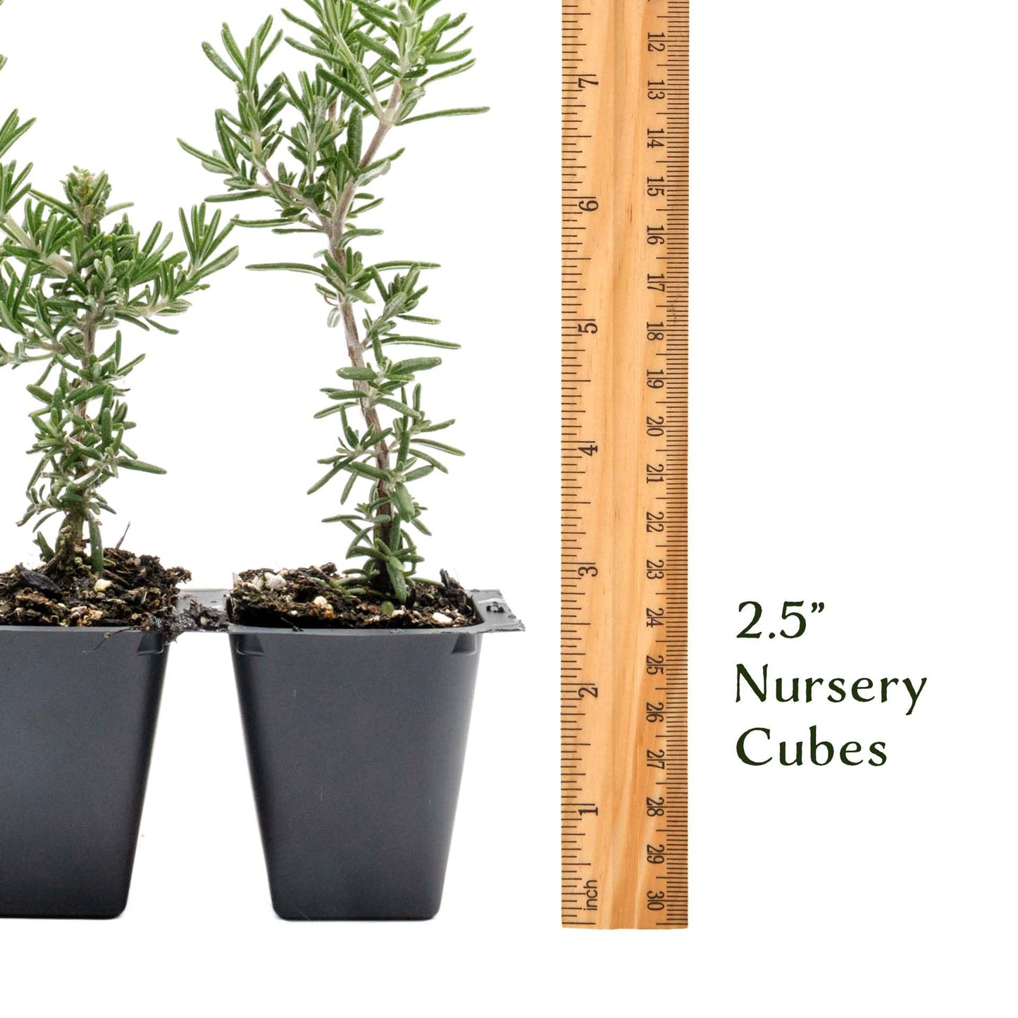 3 Creeping Rosemary in 2.5” Nursery Cubes (Rosmarinus officinalis ‘Prostratus’) | Evergreen Aromatic Groundcover Herb for Rock Gardens, Walls & Containers | Ready-to-Plant Live Starter Plants
