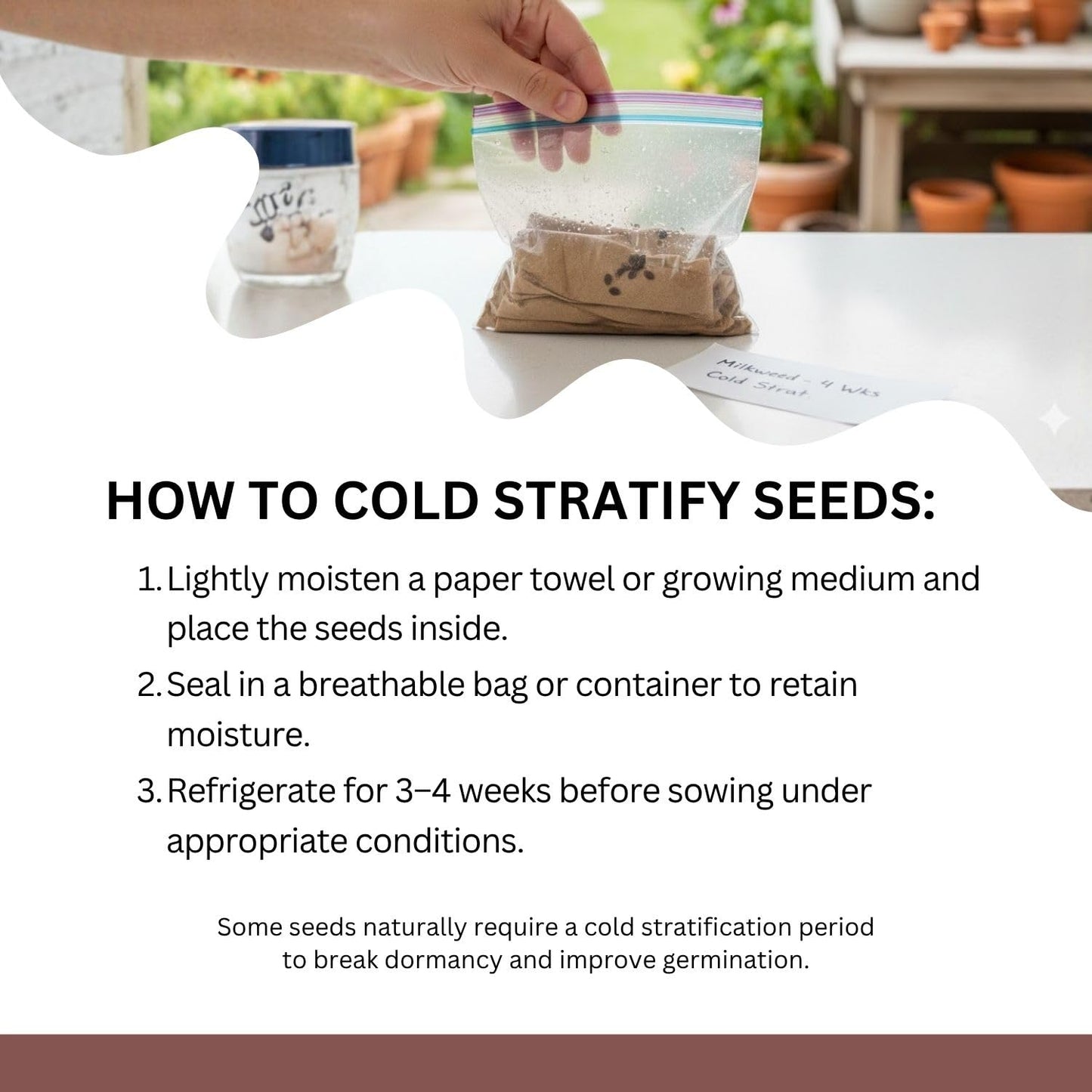 SunHaven Seeds Native Milkweed Variety Pack - 5 Essential Species for Monarch Butterfly Gardens - Common, Swamp, Butterfly Weed, Showy & Narrowleaf - Non-GMO Native Wildflower Seeds for Pollinators