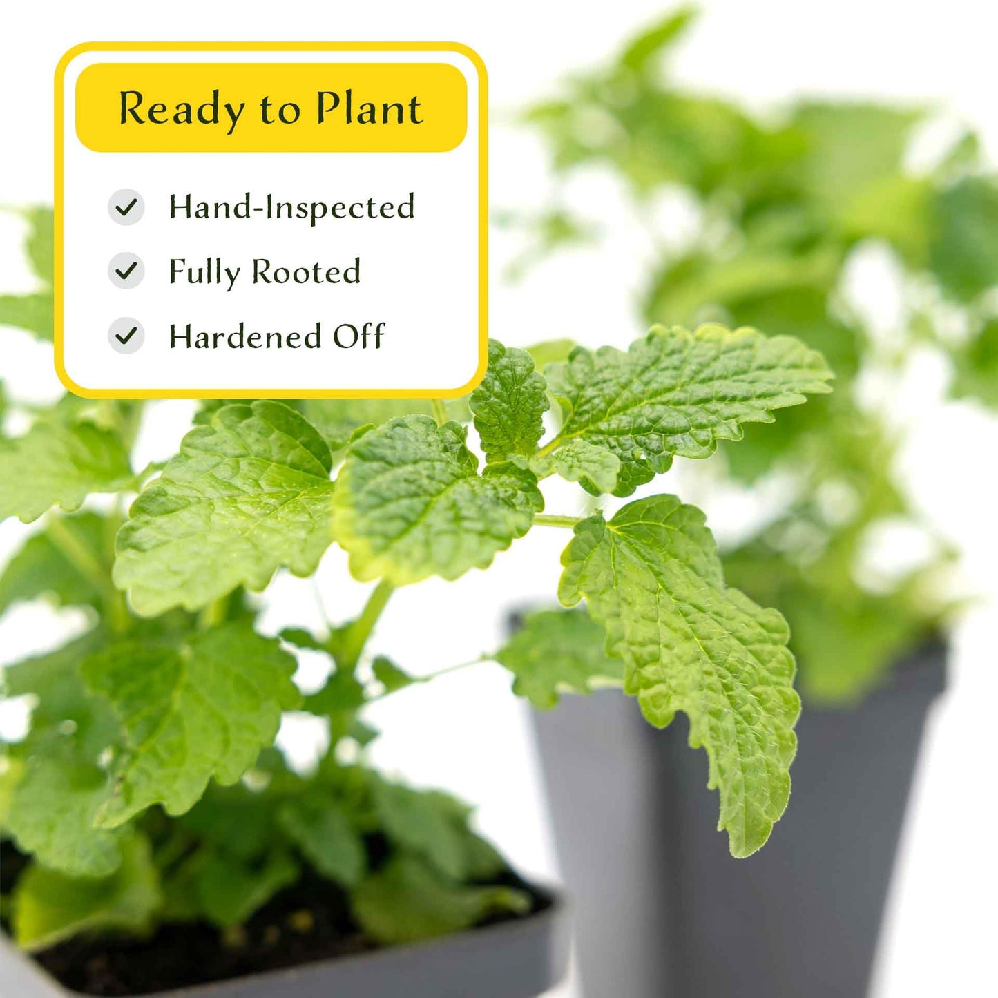 2 Lemon Balm Plants in Cubes | Live Aromatic Culinary Medicinal Herb with Lemon-Scented Foliage | Fast-Growing Perennial Shrub for Teas, Pollinators, Containers & Gardens (Melissa officinalis)