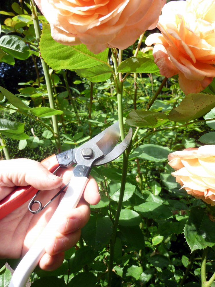 Okatsune Pruning Shears Unique 8.3 inches (210 mm) (Blister) No. 104