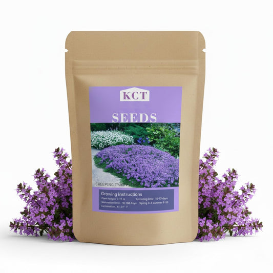 30,000+ Pcs Creeping Thyme Seeds for Planting Low Growing Ground Cover for Sunny Walkways Garden Beds and Open Soil Areas (Purple)