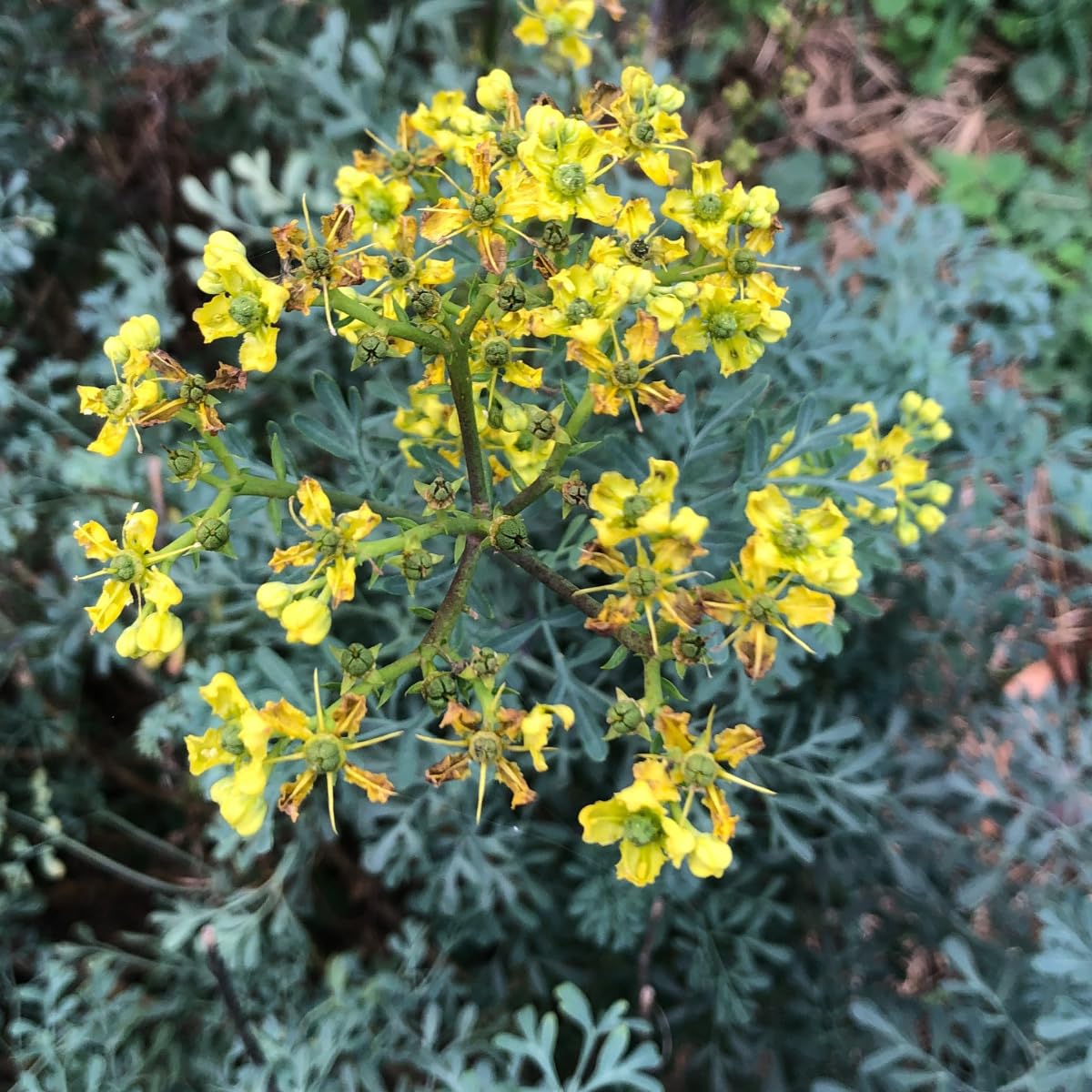 Smoke Camp Crafts Rue Herb Plant Seeds, Ruta graveolens, Grows Into Beautiful Plants, Herb of Grace, Garden Rue, 100 Seeds for Planting, 0.2 Gram