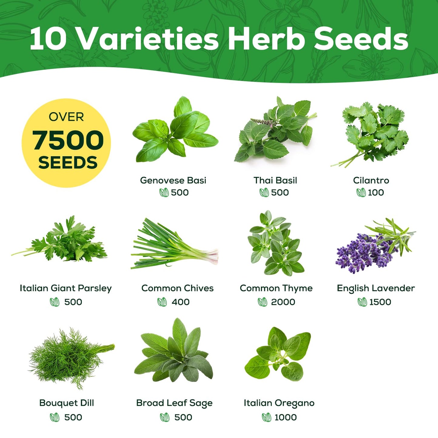 PLANTMEW 10 Herb Seeds Variety Pack - 7,000+ Heirloom Seeds - Basil, Cilantro, Lavender, Parsley, Dill, Thyme, Chives, Oregano, Sage, Herb Garden Kit for Planting Home Garden, Gardening Gift