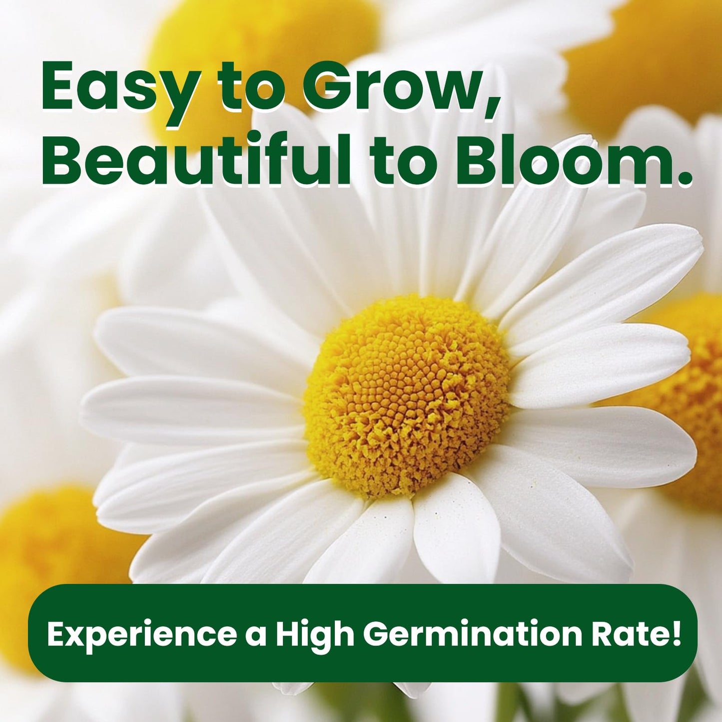 Fruivity 2300+ German Chamomile Seed Pack, Perennial Seeds for Planting, Herb Seed to Plant, Easy to Grow, High Germination, for Home Garden Indoor Outdoor