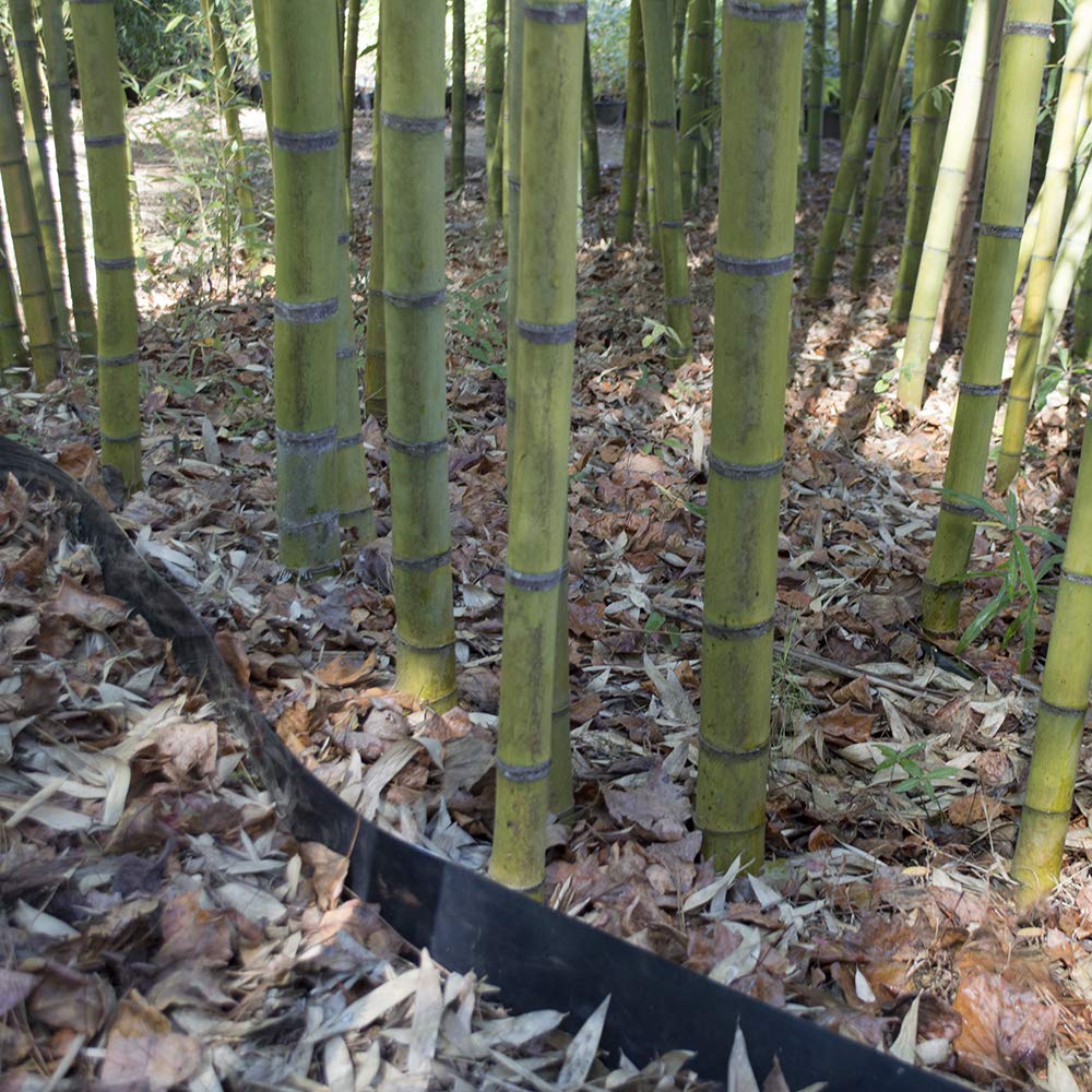Bamboo Shield - 25 feet Long x 30 inch x 80 mil - Bamboo Root Barrier/Water Barrier