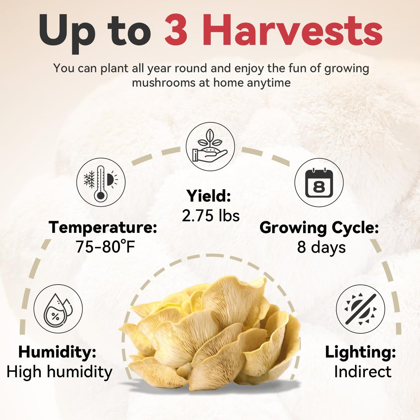 inbloom Organic Golden Oyster Mushroom Growing Kit with Spray, Harvest Fresh Mushrooms at Home, Beginner Friendly & Easy to Use, Unique Gardening Gift for Holiday, Handmade in New Jersey, USA
