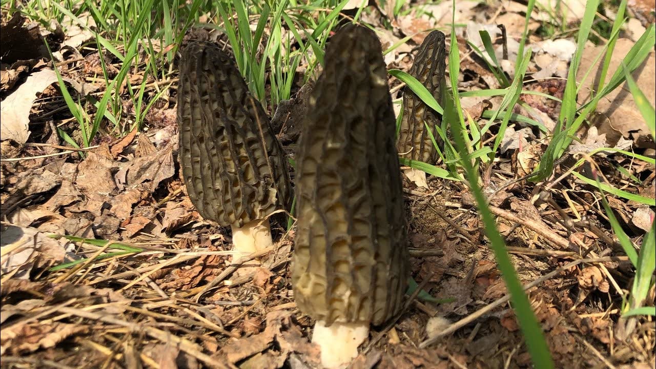 SeedsUP - 100+ Black Morel Mushrooms Mycelium Spawn Spores - Mushroom Brown