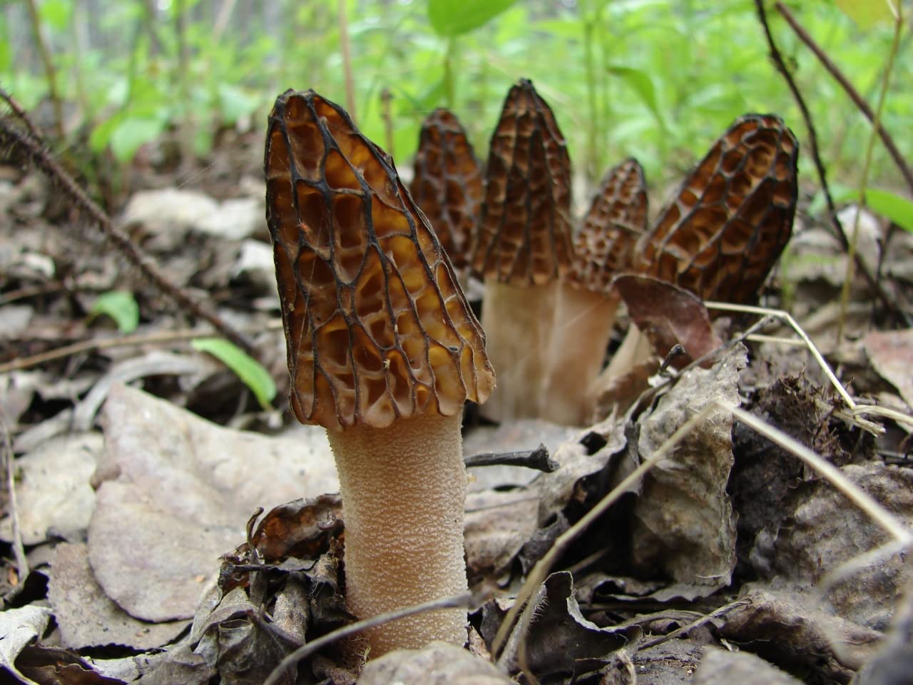 SeedsUP - 100+ Black Morel Mushrooms Mycelium Spawn Spores - Mushroom Brown