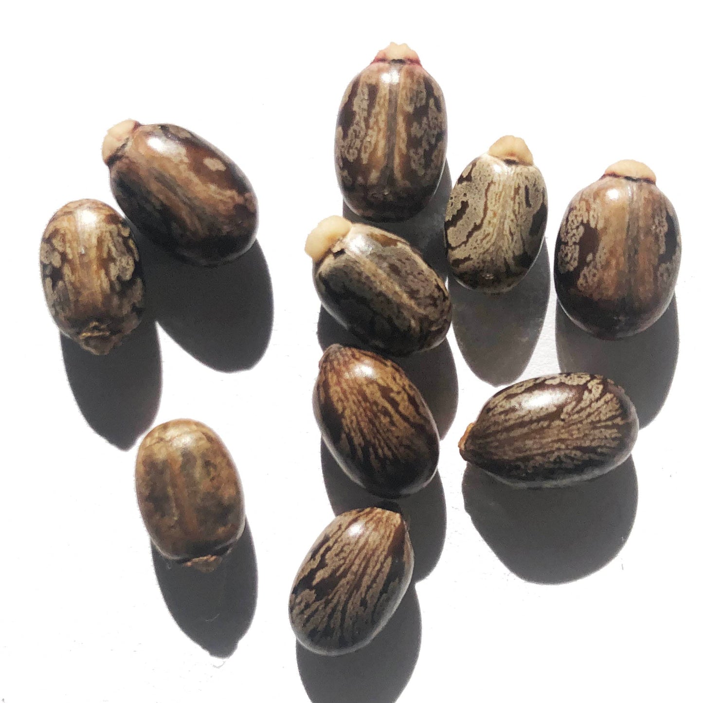 Smoke Camp Crafts Castor Plant Seeds, Ricinus communis, Grows Into Beautiful Mole Plants, African Wonder Tree, 10 Seeds for Planting, 6 Grams