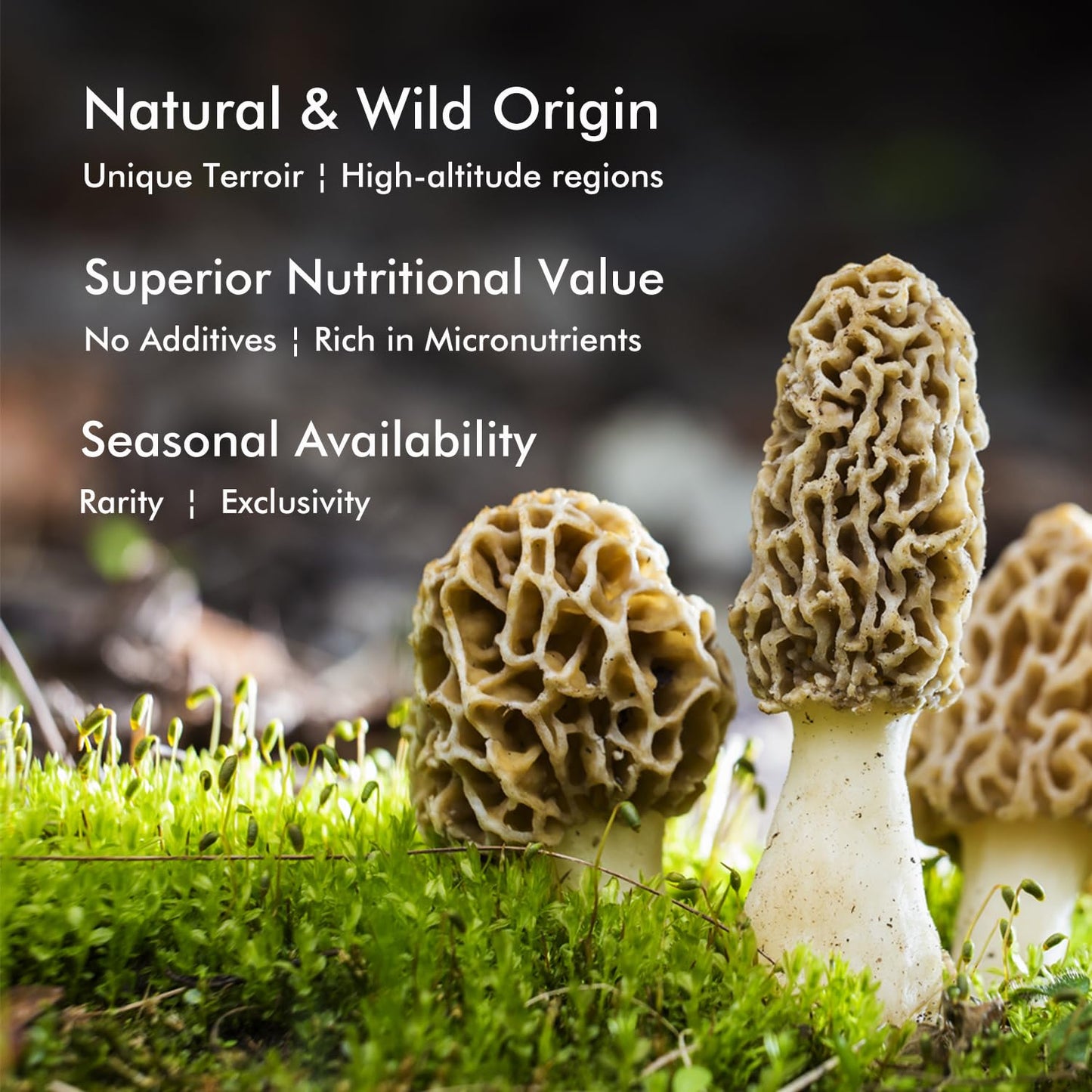 VIGOROUS MOUNTAINS Premium Dried Wild Morel Mushrooms 2oz, Wild Harvested, Earthy Flavor & Rich Umami-Perfect for Gourmet Cooking, Soups, Pasta & Risotto (56.7g)