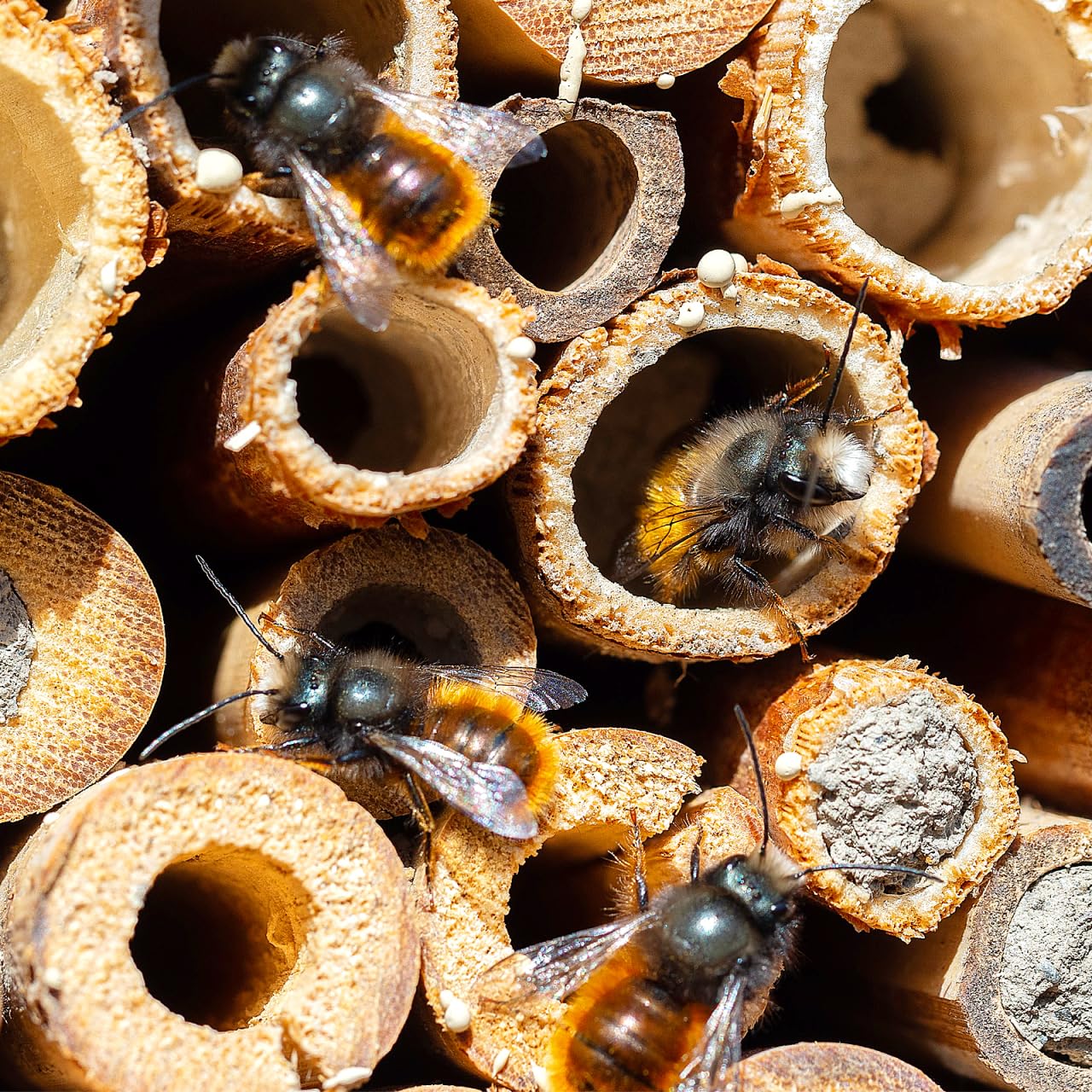 Mipcase Natural Reed Bee Tubes 200 Pack Mason Bee House Tubes Replacement Nest Liners for Pollination Breeding and Beekeeping Supplies 5.90In Length