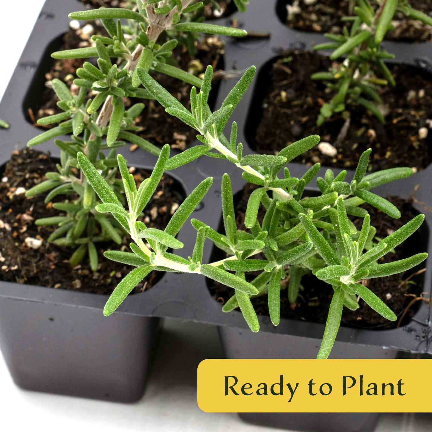 3 Creeping Rosemary in 2.5” Nursery Cubes (Rosmarinus officinalis ‘Prostratus’) | Evergreen Aromatic Groundcover Herb for Rock Gardens, Walls & Containers | Ready-to-Plant Live Starter Plants