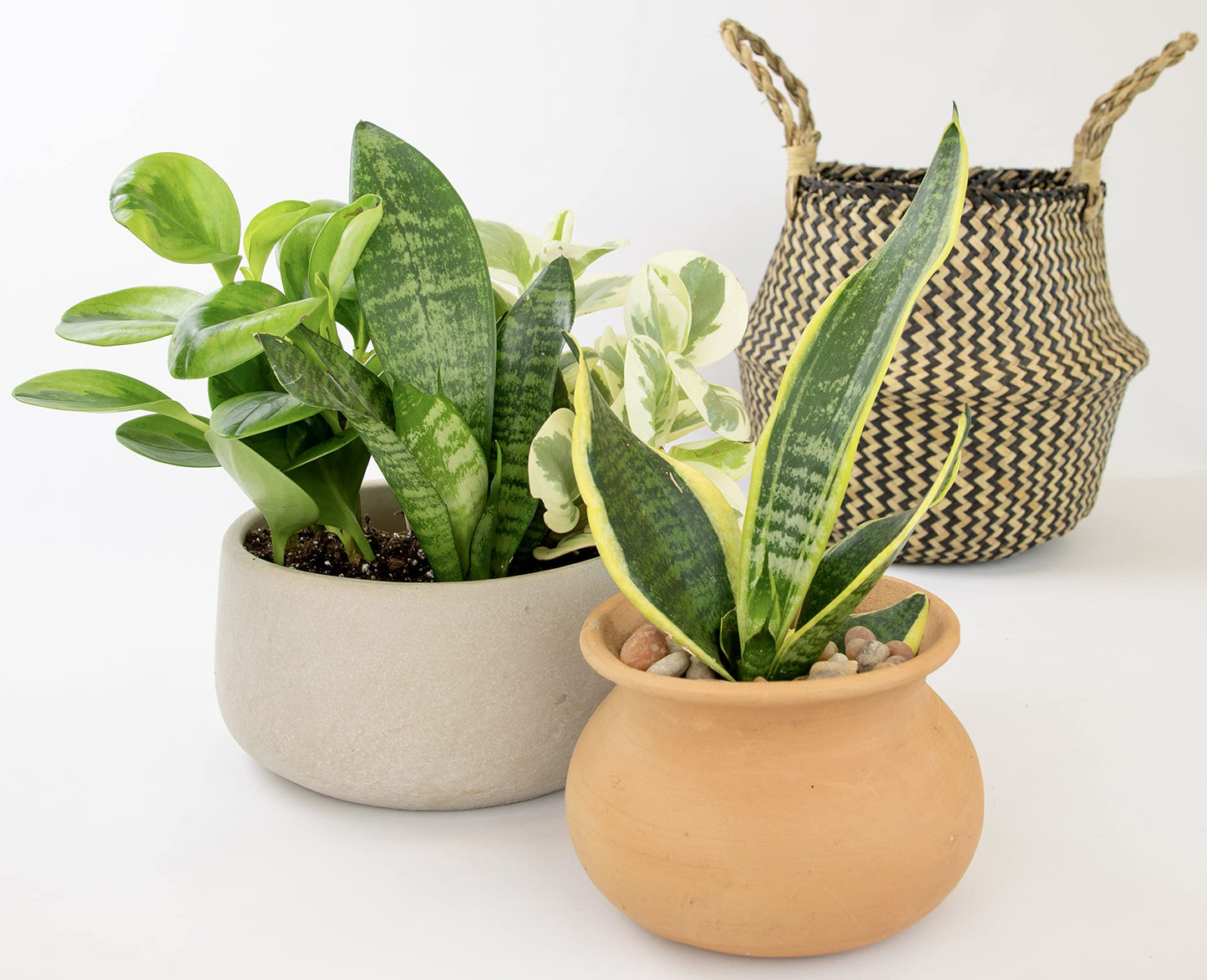Altman Plants Classic Houseplant Collection (4PK) Live Indoor Plants in 4" Pots, Easy Care House Plants, Snake Plant, Pothos in Potting Soil, Clean Air Plants