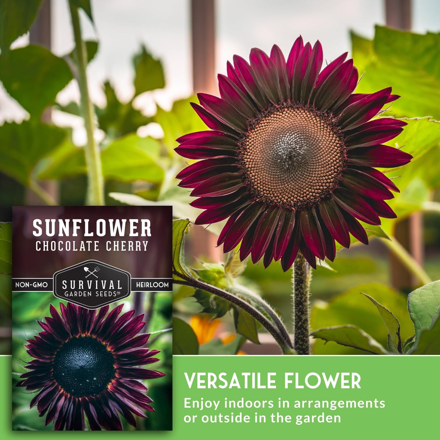 Chocolate Cherry Sunflower Seeds for Planting | Rare Burgundy Black Blooms, 6-7ft Giant Non-GMO Heirloom Flower - Survival Garden Seeds (5 Packs)