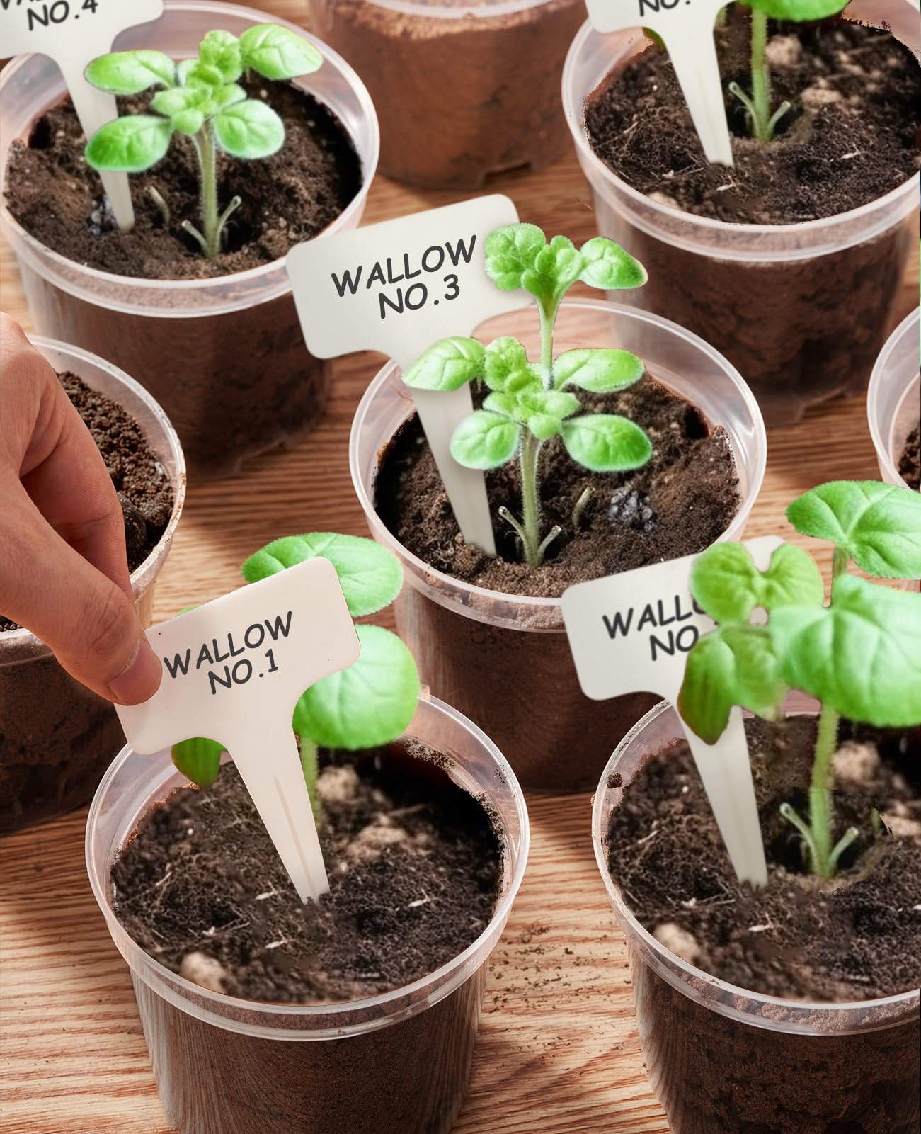 homenote Clear Nursery Pots for Plants,3/4/5/6.7 Inch Plant Pot for Planting Plastic Seedling Pots with Drainage Holes Seed Starter Pot Flower Pots High Transparency with 20 Plant Labels (36 Pack)