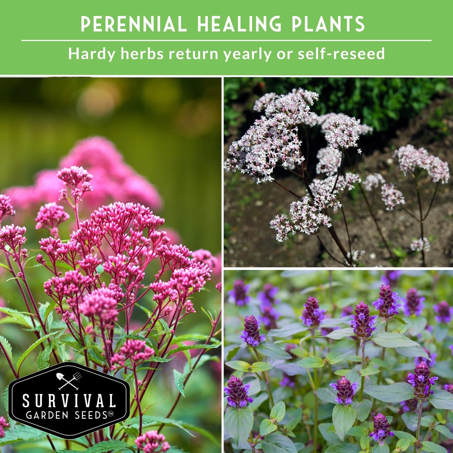 Advanced Medicinal Herb Seeds Collection - Variety Pack for Planting with Plantain, Joe-Pye Weed, St John’s Wort, Valerian, Mugwort - Heirloom Apothecary Herbalist Seed Bundle - Survival Garden Seeds