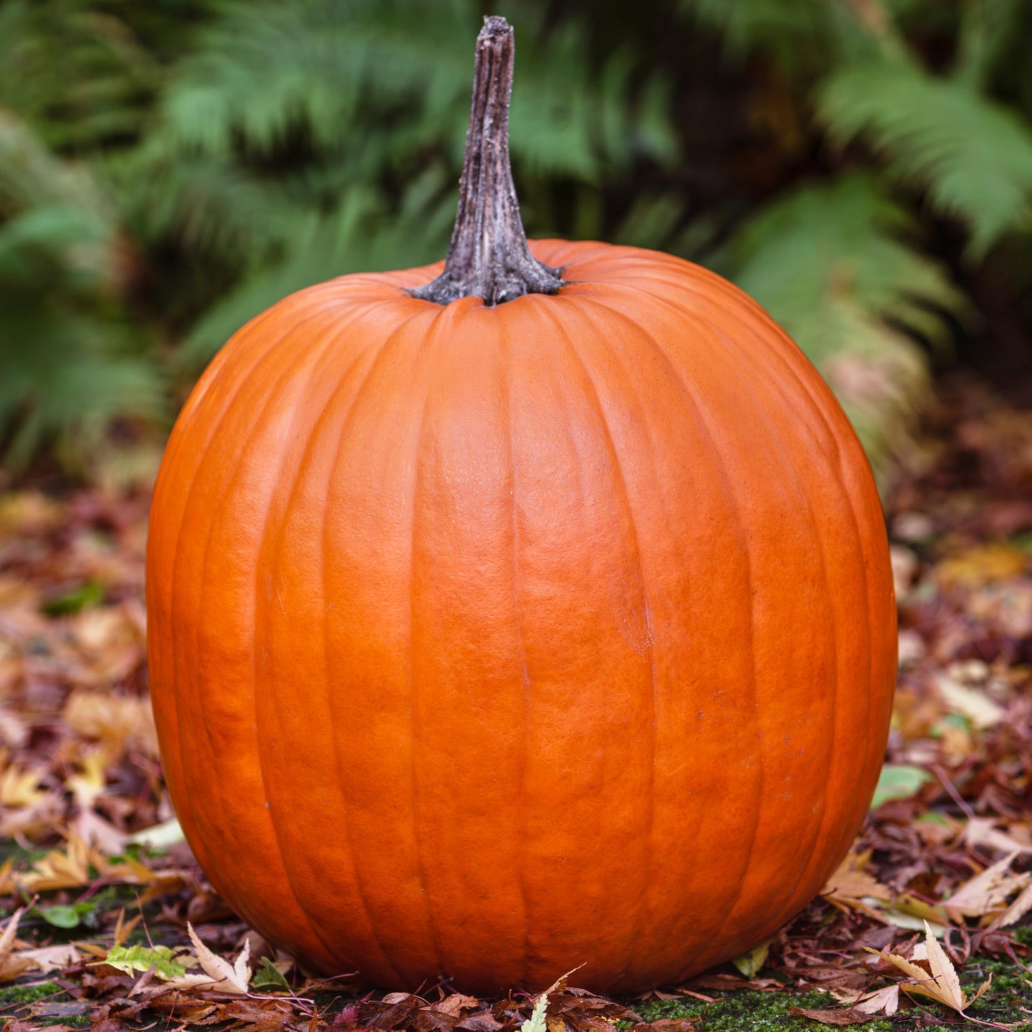 Seed Needs Connecticut Field Pumpkin Seeds for Planting | 1 Ounce Cucurbita Pepo Heirloom Vegetable Seeds Non GMO | American Field Favorite Carving Pumpkin | Bulk
