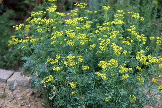 Smoke Camp Crafts Rue Herb Plant Seeds, Ruta graveolens, Grows Into Beautiful Plants, Herb of Grace, Garden Rue, 100 Seeds for Planting, 0.2 Gram