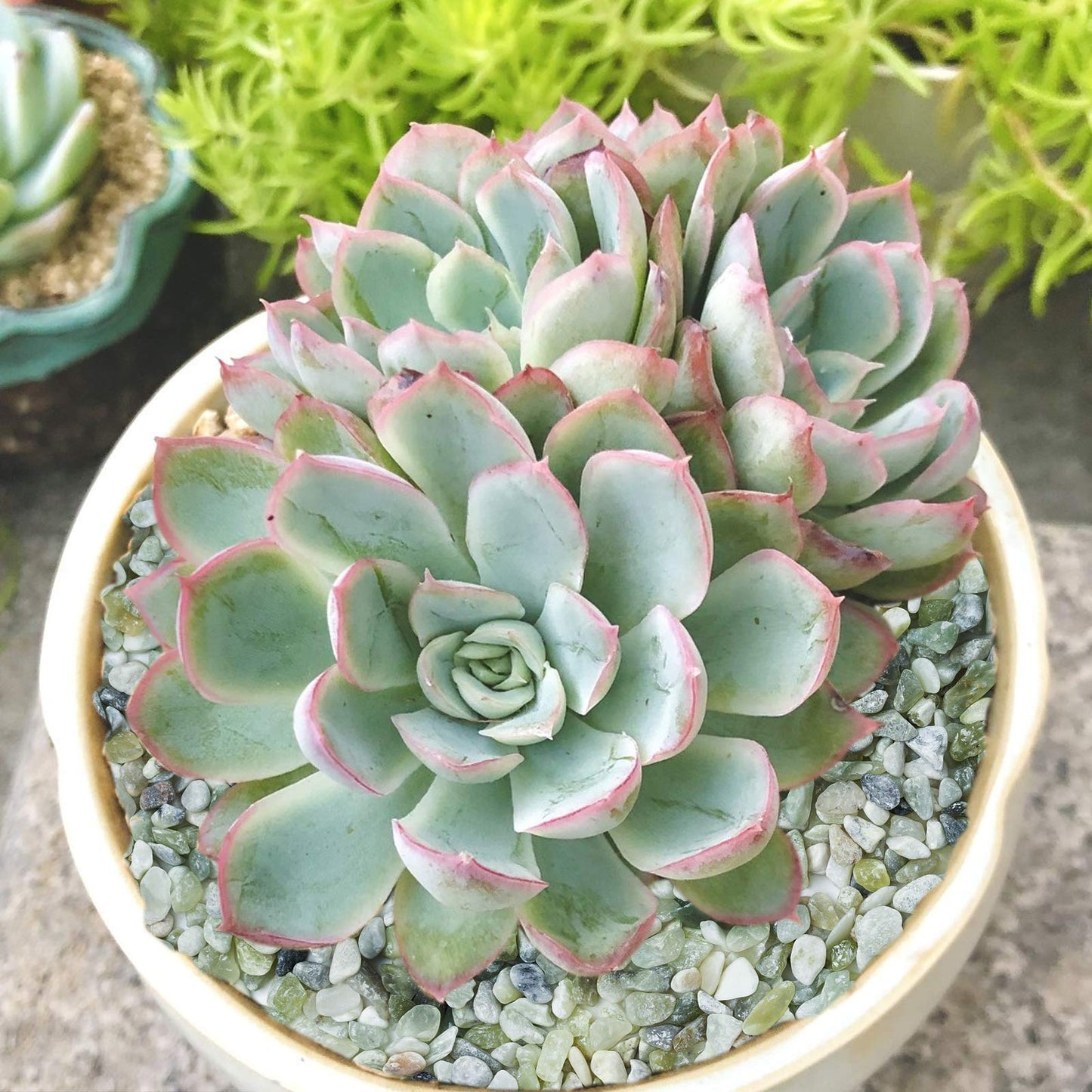 5LB Succulent and Cactus Bonsai DIY Rocks, Jade Bean Pebbles, Natural Decorative Polished Stones Vase Fillers Gravel for Plants，Terrarium , Fairy Gardening, Indoor Outdoor Decor Ornamental Stones.