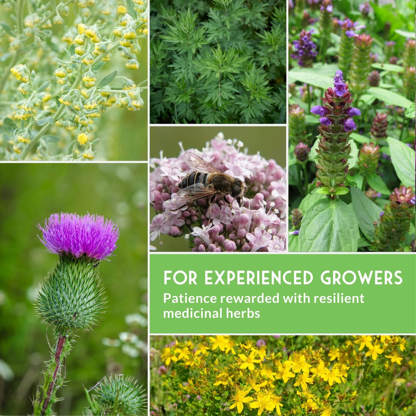 Advanced Medicinal Herb Seeds Collection - Variety Pack for Planting with Plantain, Joe-Pye Weed, St John’s Wort, Valerian, Mugwort - Heirloom Apothecary Herbalist Seed Bundle - Survival Garden Seeds