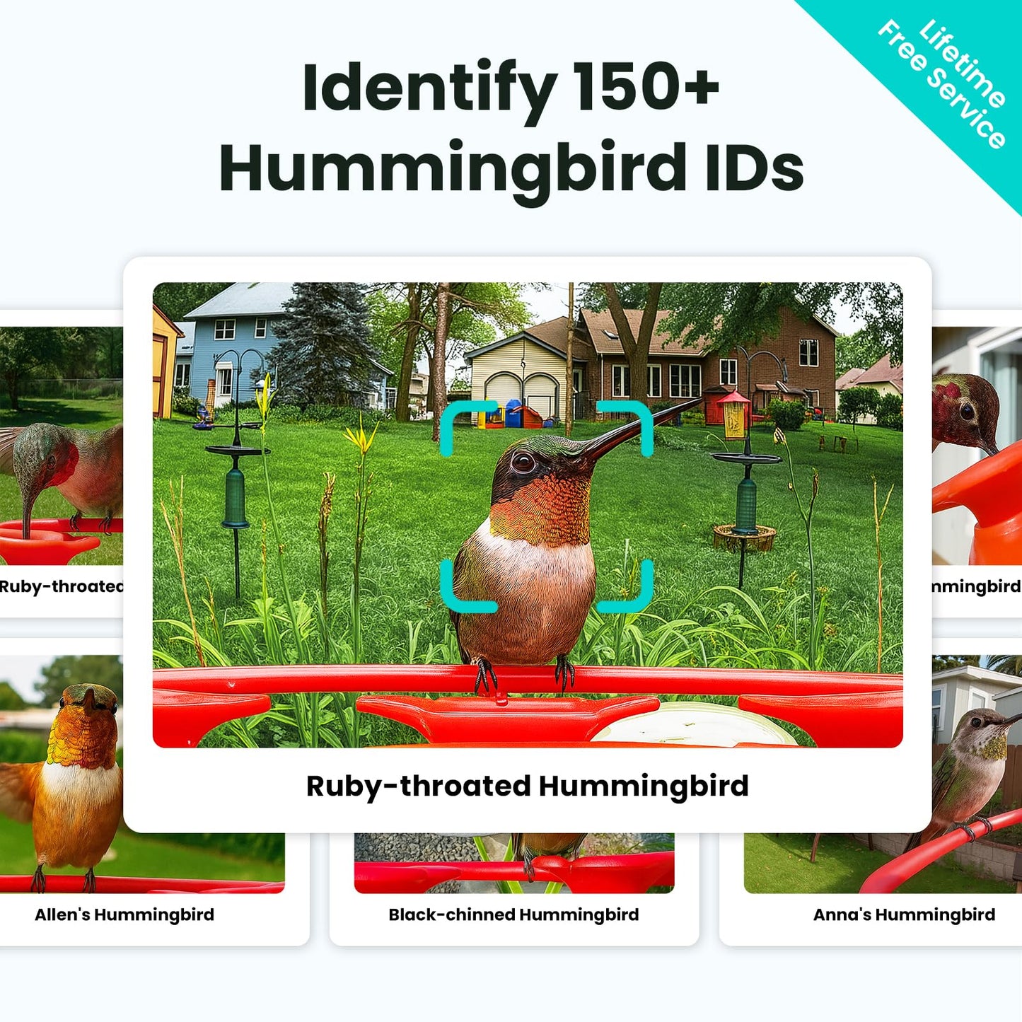 Birdfy Hummingbird Feeder with Dual Cameras - 2K HD Smart Cameras Solar Powered, Close-Up Bird Video/Live Watching & Instant Notifications, Ant Moat & Leakproof - 20oz (AI Lifetime)