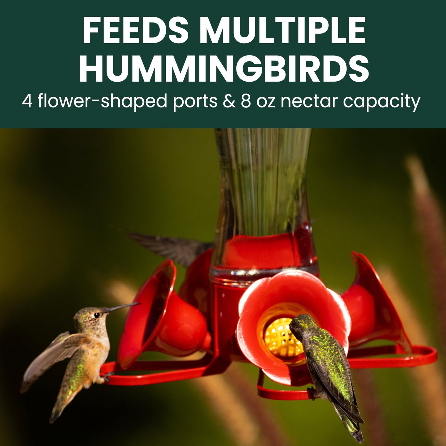 Perky-Pet Glass Hummingbird Feeders for Outdoors with Ant Moat, Bee Guards, & Perches, 8oz Nectar Capacity, Wide-Mouth Bottle for Easy Filling & Cleaning, Outdoor Garden Décor, 203CPBN-2 (Pack of 2)