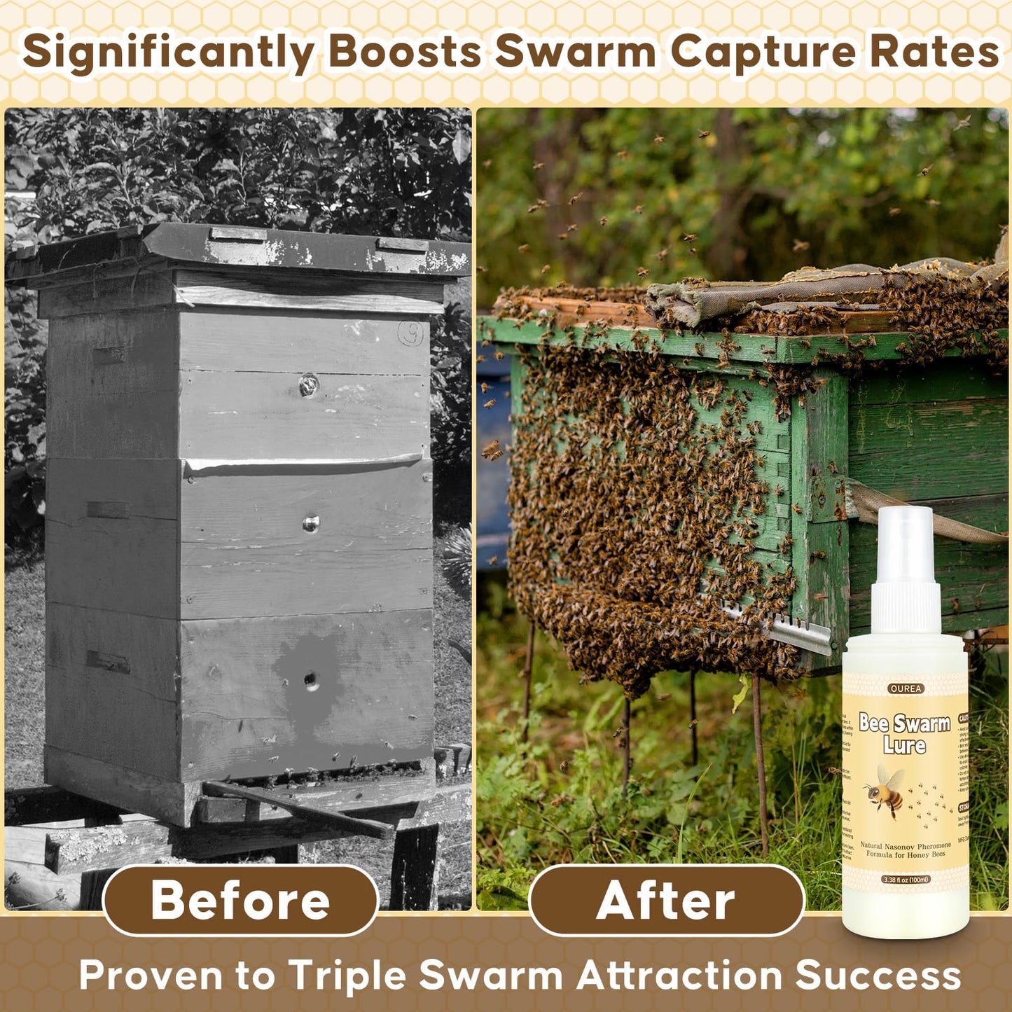 Beekeeping Hive Starter