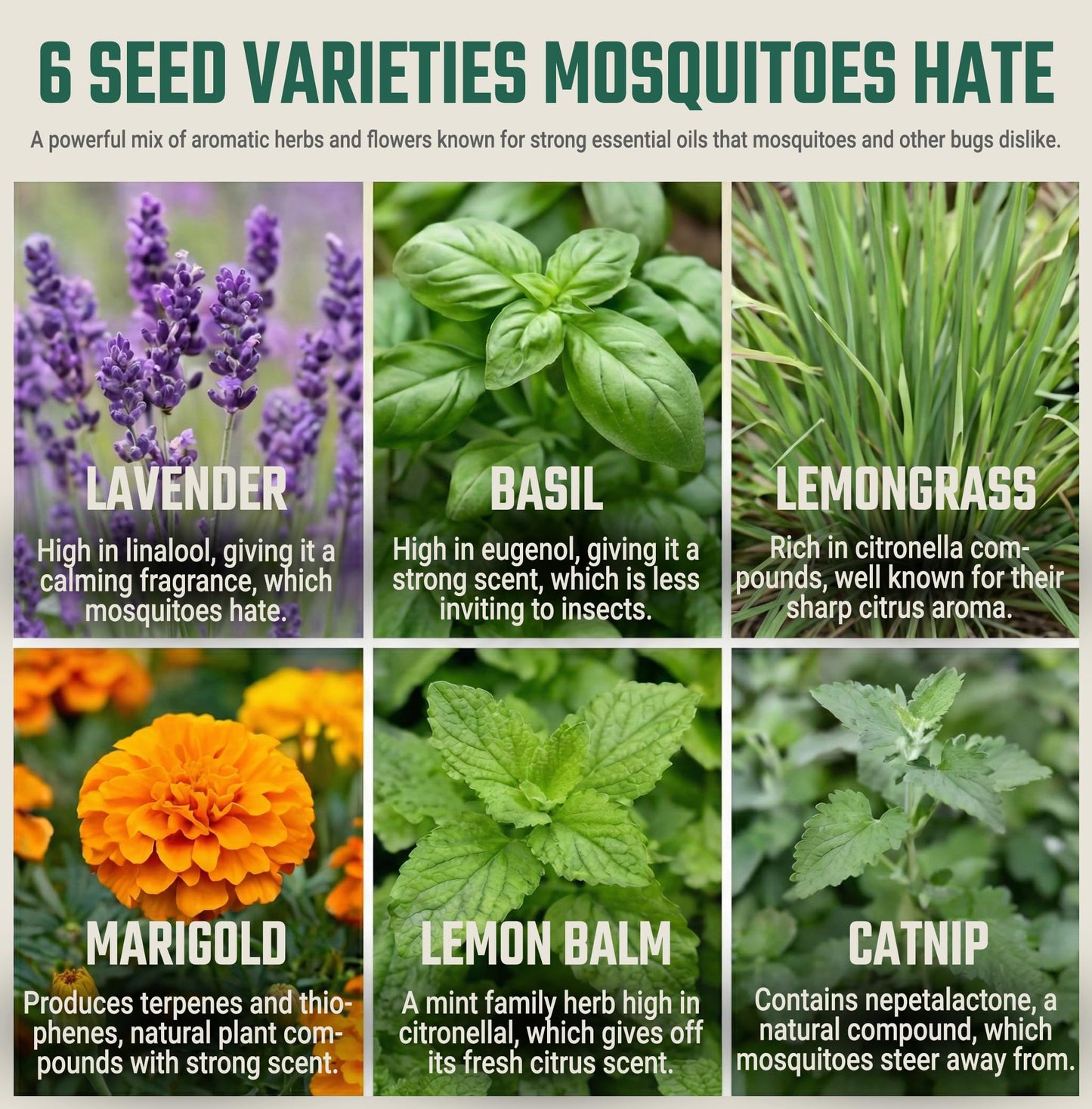 Tactiko Garden Aromatic Herb Seed Kit for Mosquito Season – 6 Individual Seed Packets for Patio & Deck - Lavender, Lemongrass, Marigold, Catnip, Lemon Balm. Basil – Starter Kit with 6 Coir Soil Discs