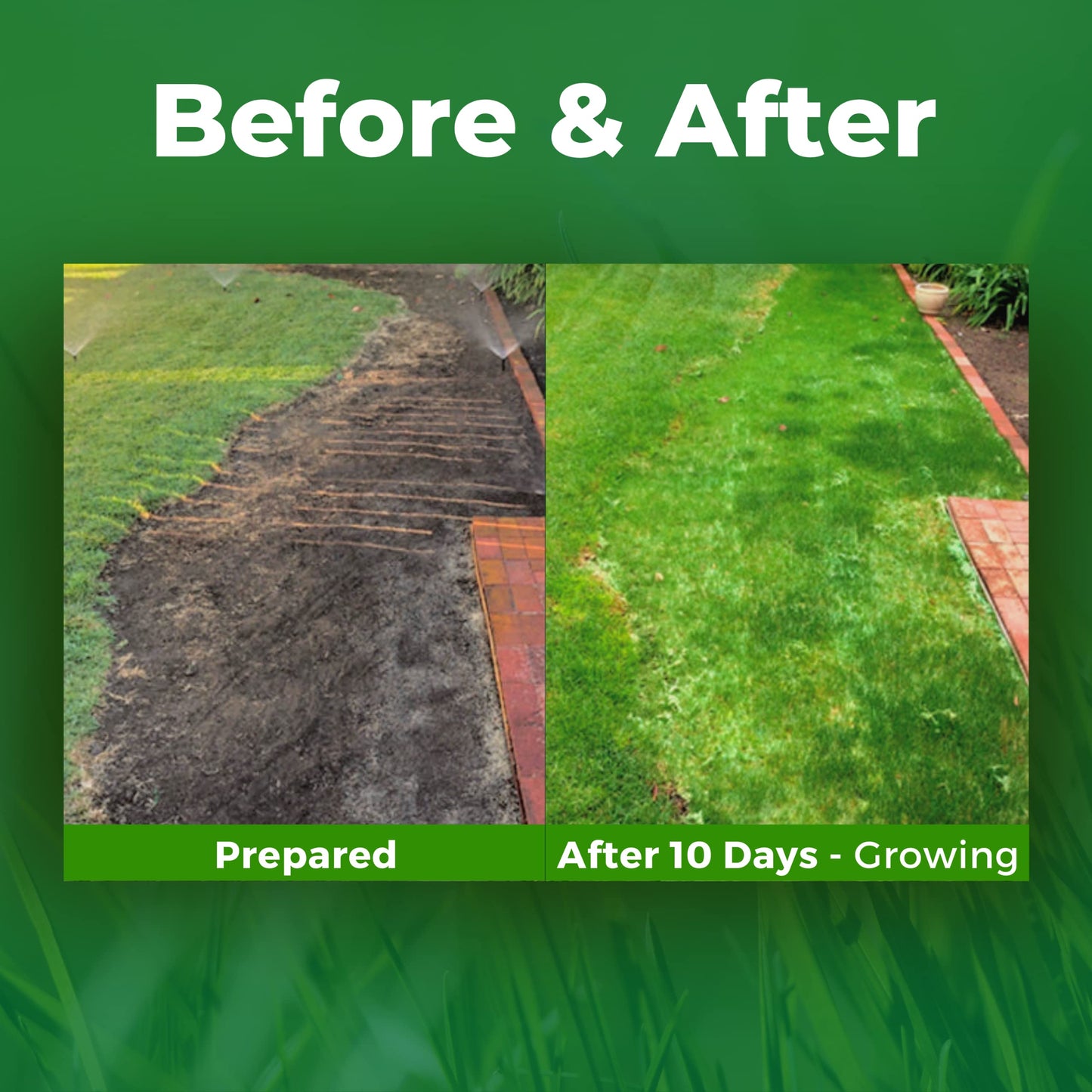 Growtrax Biodegradable Grass Seed - 100 SQFT Bermuda Rye - Grass Seed and Fertilizer for Lawns, Dog Patches & Shade - Just Water & Grow - No Fake or Artificial Grass