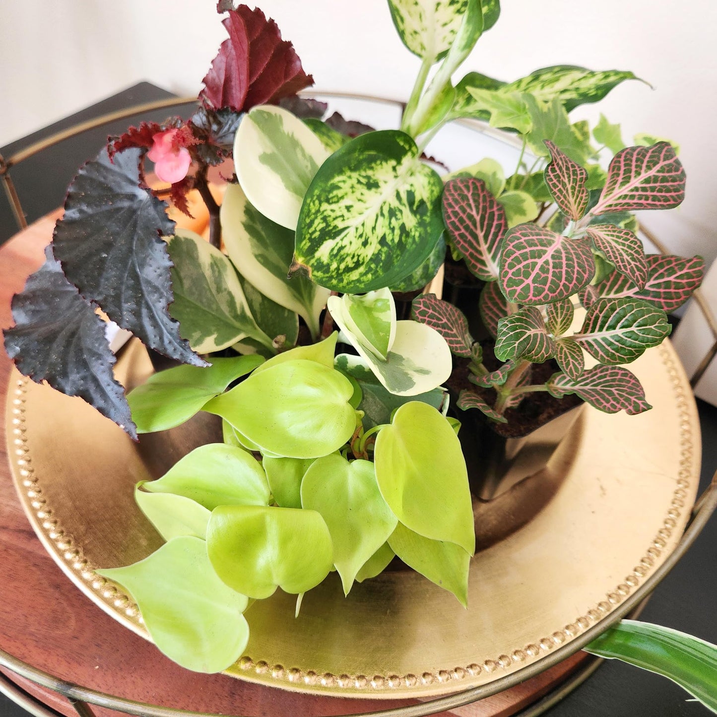 Easy to Grow Live Houseplants (6 Pack), Deluxe Collection of Assorted Air Purifying Indoor Plants, Peperomia, Spider Plants, No Duplicates, Pothos, Easy Plant Care, 2 in Pots, Begonia, Croton