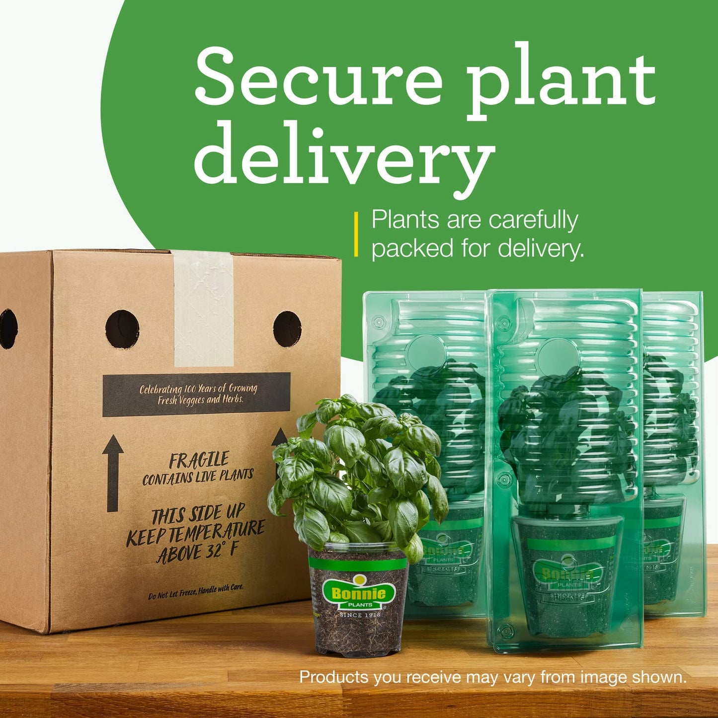 Bonnie Plants Curled Parsley Live Herb Plants - 4 Pack, Biennial, Non-GMO, Garnish, Seasoning, Salads, Palate Cleanser