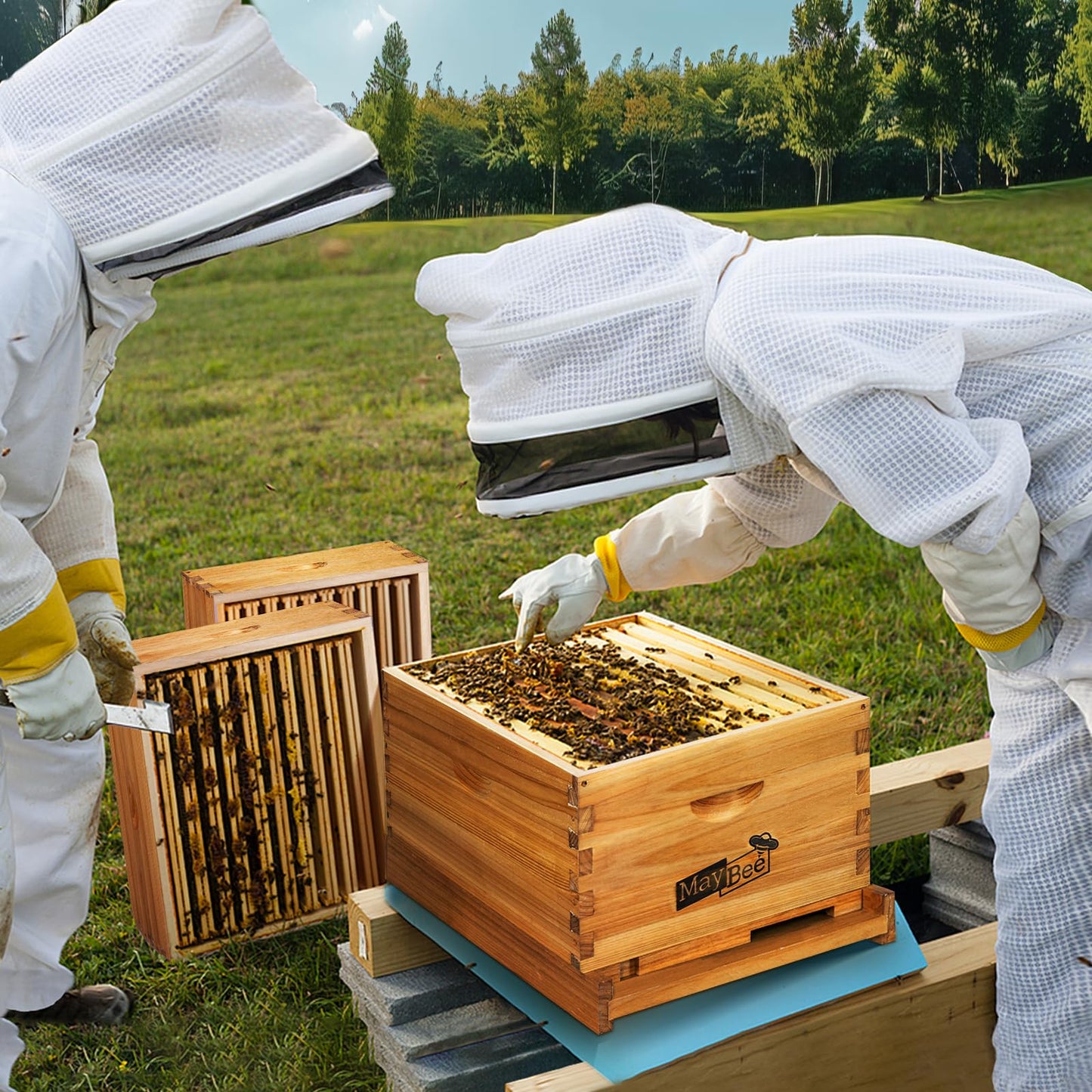 MayBee 10-Frame Beehive Starter Kit, Bee Hive Kit Dipped in 100% Beeswax, Bee Hives Boxes Starter Kit Includes Beekeeping Supplies Tool Kit and Bee Suit