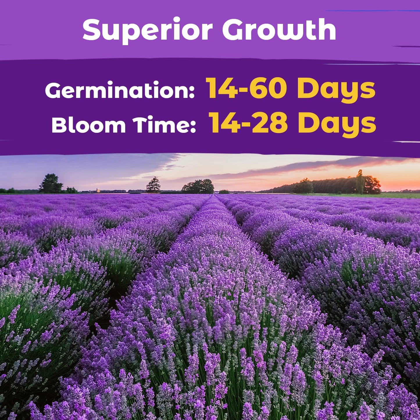 5500+ English Lavender Seeds for Planting Outdoor Heirloom Lavandula Flower Seeds High Germination Fragrant Purple Flowers Indoor Easy to Grow (0.55 oz)