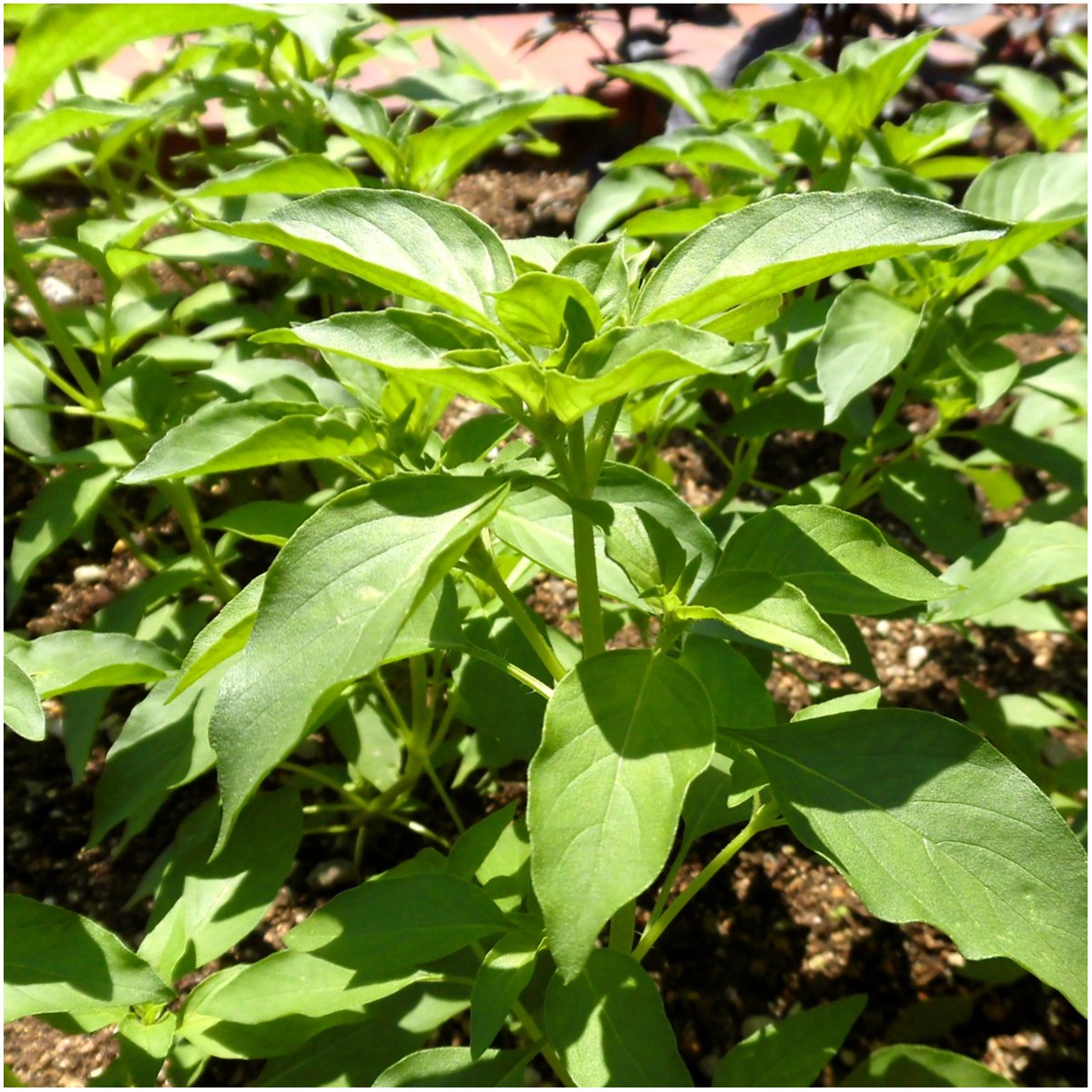 Seed Needs Culinary Basil Herb Seed Packet Collection (8 Individual Basil Seed Varieties for Planting) Non-GMO & Untreated Kitchen Herbs to Plant Indoors/Outdoors
